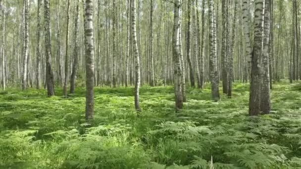 Birch Forest Aerial Photography Quadcopter Flying Trees Fern — Stock Video