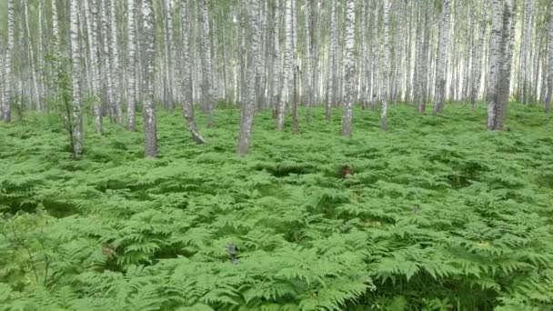 Березовий Ліс Аерофотозйомка Квадровертона Польоти Між Деревами Над Папороть — стокове відео