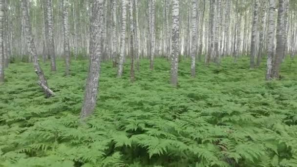 Березовий Ліс Аерофотозйомка Квадровертона Польоти Між Деревами Над Папороть — стокове відео