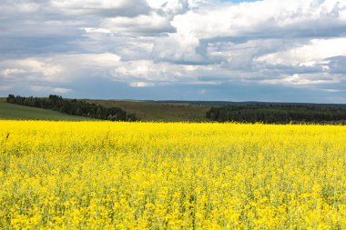Tarımsal çiçekli alanlar. Sarı ve mavi ile manzara