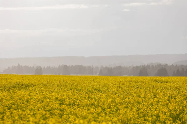 Campos Floração Agrícola Paisagem Com Amarelo Azul — Fotografia de Stock