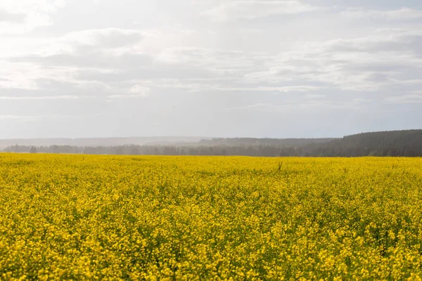 Campos Floração Agrícola Paisagem Com Amarelo Azul — Fotografia de Stock