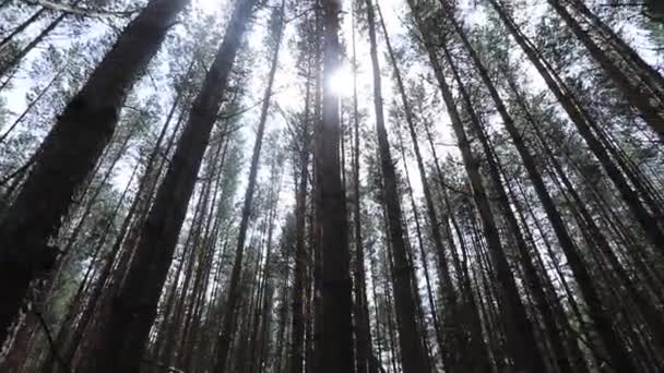 Raio Luz Solar Atravessa Árvores — Vídeo de Stock