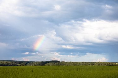 Yağmurdan sonra bulutlu gökyüzünde gökkuşağı. Sarı çiçekli alanlar