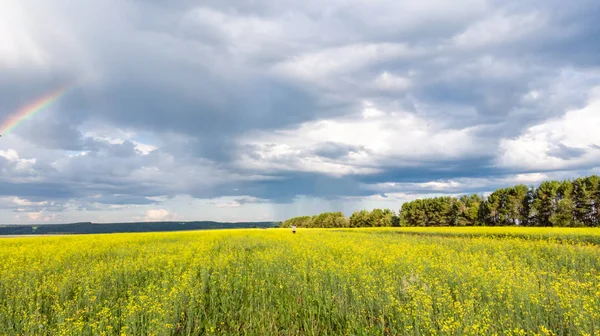 Радуга Облачном Небе После Дождя Желтые Цветущие Поля — стоковое фото