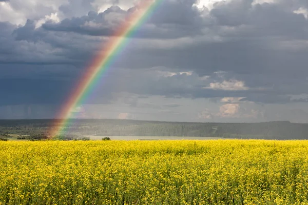 Arco Íris Céu Nublado Depois Chuva Campos Flores Amarelas — Fotografia de Stock