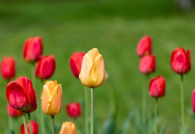 Yeşil çimbir arka plan üzerinde yağmur damlaları ile kırmızı ve sarı laleler