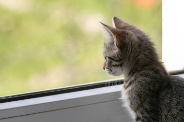 Genç bir kedi pencere nin yanında bir pencere eşik oturur ve sokağa bakar