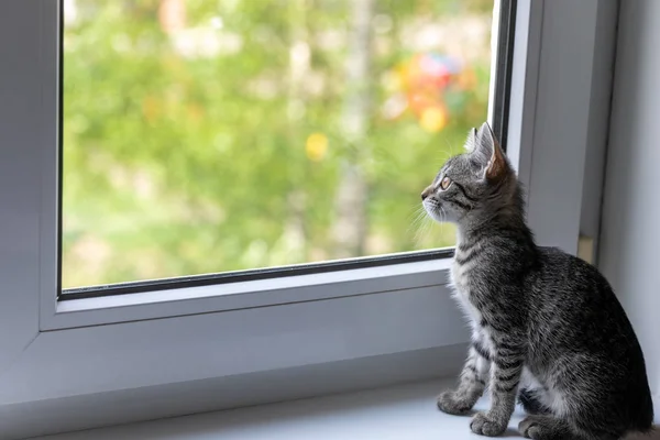 若い猫が窓際の窓枠に座り 通りを見渡す — ストック写真