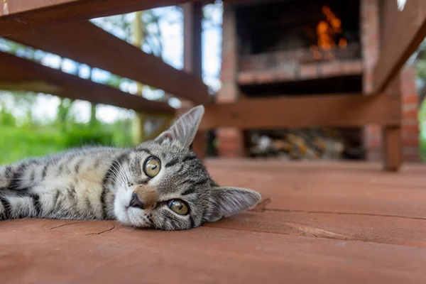 Jovem Gato Dorme Junto Lareira Com Fogo Conforto Doméstico Tranquilidade — Fotografia de Stock