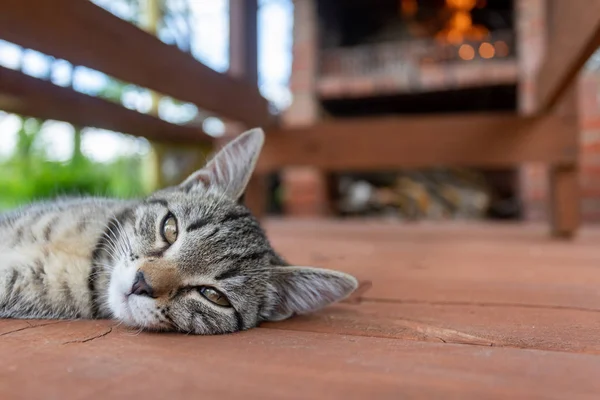 Jovem Gato Dorme Junto Lareira Com Fogo Conforto Doméstico Tranquilidade — Fotografia de Stock