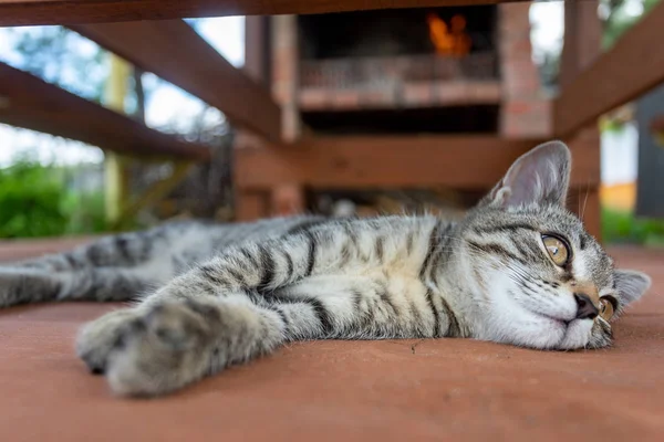 Jovem Gato Dorme Junto Lareira Com Fogo Conforto Doméstico Tranquilidade — Fotografia de Stock