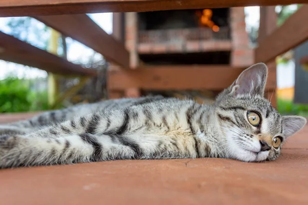 Jovem Gato Dorme Junto Lareira Com Fogo Conforto Doméstico Tranquilidade — Fotografia de Stock