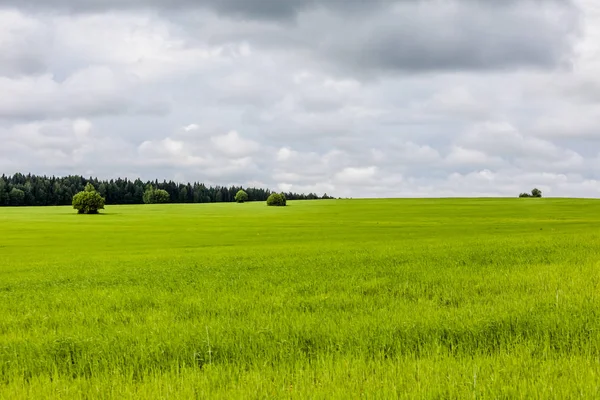 緑の草と青い空の風景 空に白い雲 — ストック写真