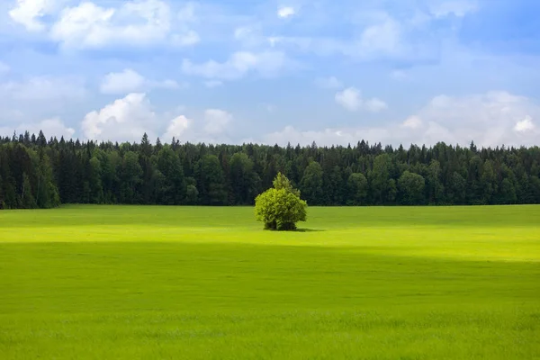 Landschaft Mit Grünem Gras Und Blauem Himmel Weiße Wolken Himmel — Stockfoto