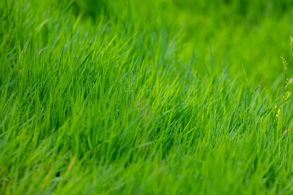 Green Grass Background Natural Grass Texture — Stock Photo, Image
