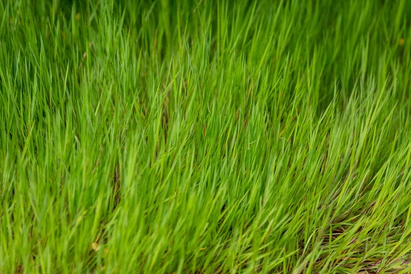 Grönt Gräs För Bakgrund Naturligt Gräs Konsistens — Stockfoto