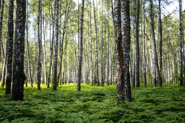 Δάσος Σημύδας Καλοκαίρι Φερν Μεγαλώνει Κάτω — Φωτογραφία Αρχείου