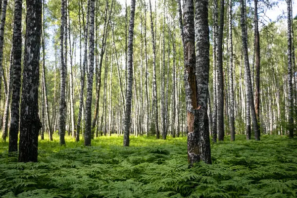 Floresta Bétula Verão Samambaia Cresce Abaixo — Fotografia de Stock