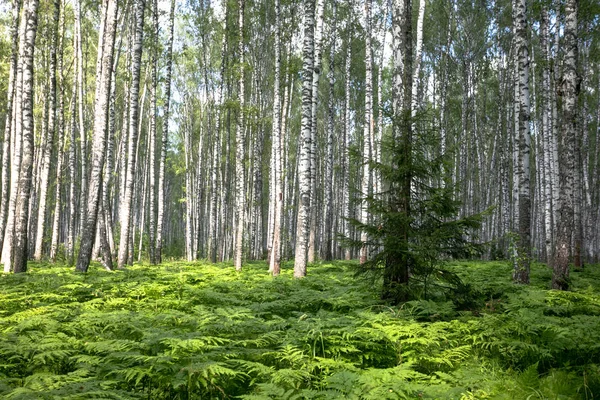 Floresta Bétula Verão Samambaia Cresce Abaixo — Fotografia de Stock