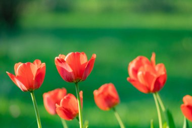 Yeşil arka planda kırmızı ve sarı laleler