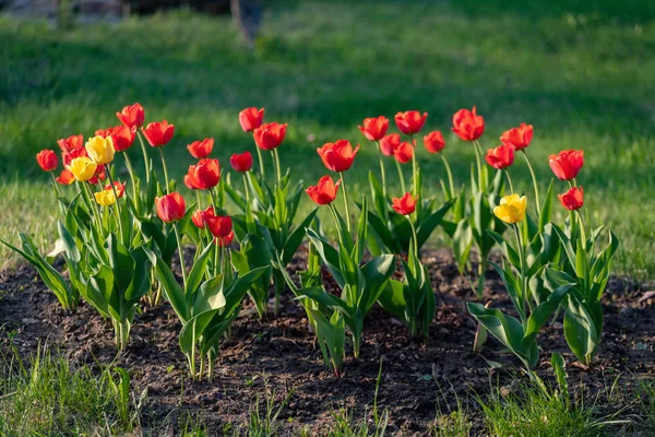 Красные Желтые Тюльпаны Зеленом Фоне — стоковое фото