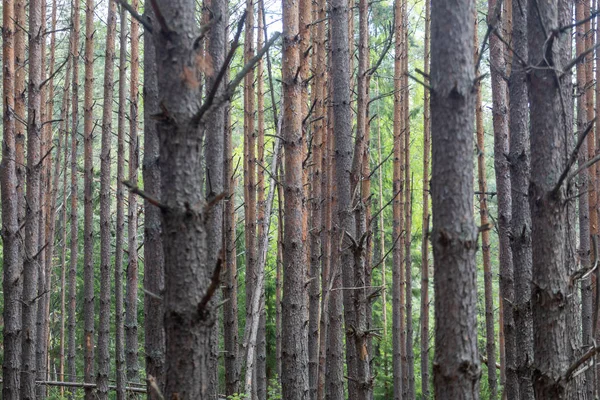 Floresta Pinheiro Fila Árvores Esbeltas — Fotografia de Stock