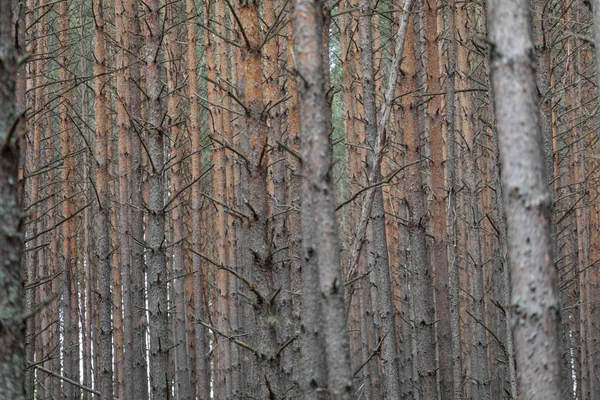 Πευκοδάσος Λεπτή Σειρά Δέντρων — Φωτογραφία Αρχείου
