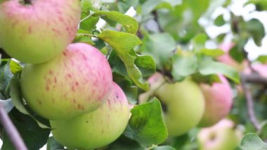 Elma hasat. Elma ağacının dallarında asılı elma