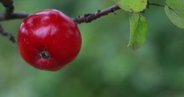 Elma hasat. Elma ağacının dallarında asılı elma