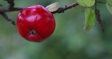 Elma hasat. Elma ağacının dallarında asılı elma