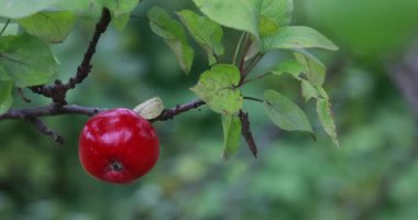 Elma hasat. Elma ağacının dallarında asılı elma