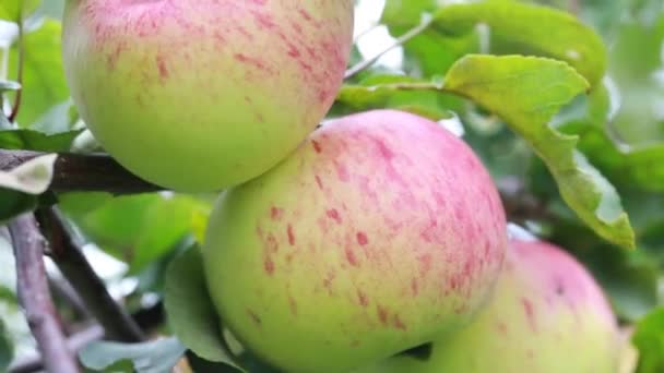 Συγκομιδή Μήλων Μήλα Που Κρέμονται Στα Κλαδιά Ενός Δέντρου Μήλου — Αρχείο Βίντεο