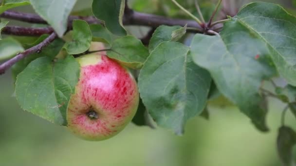 Zbieranie Jabłek Jabłka Wiszące Gałęziach Jabłoni — Wideo stockowe