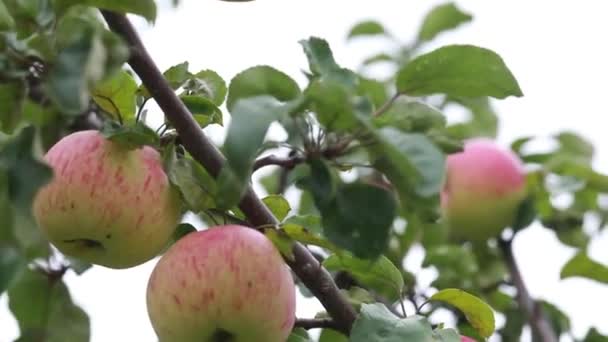 Harvesting Apples Apples Hanging Branches Apple Tree — Stock Video