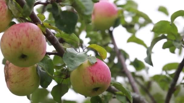 Oogsten Van Appels Appels Opknoping Takken Van Een Appelboom — Stockvideo