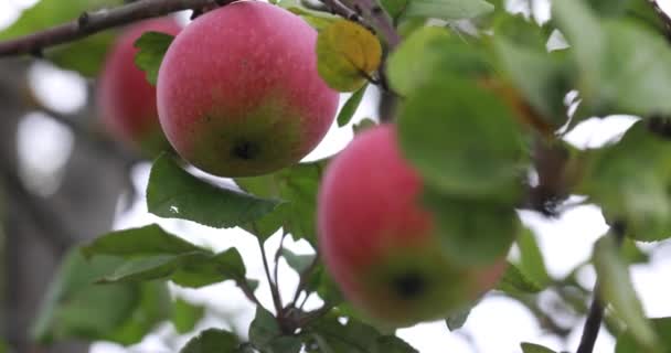 收获苹果 挂在苹果树树枝上的苹果 — 图库视频影像