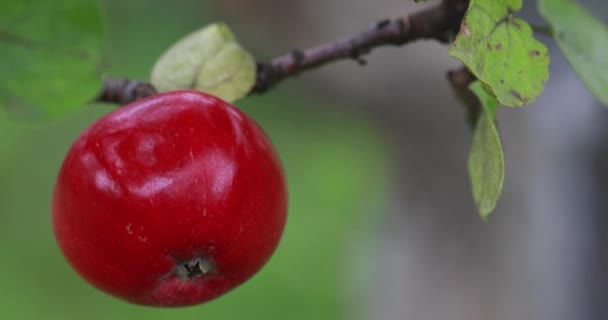 Oogsten Van Appels Appels Opknoping Takken Van Een Appelboom — Stockvideo