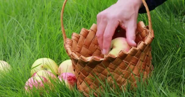 Συγκομιδή Μήλων Κορίτσι Διαλέγει Φρούτα Ένα Καλάθι Χέρια Κοντά — Αρχείο Βίντεο