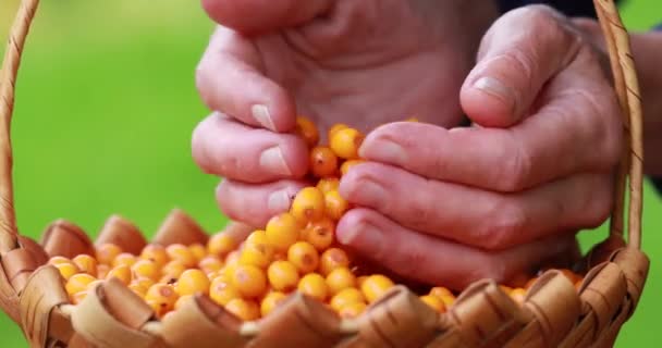 Die Beerenernte Mädchen Sammelt Sanddorn Einem Korb Hände Aus Nächster — Stockvideo