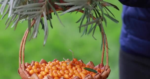 Harvesting Berry Girl Collects Sea Buckthorn Basket Hands Close — Stock Video