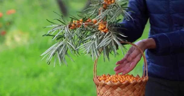 Harvesting Berry Girl Collects Sea Buckthorn Basket Hands Close — Stock Video