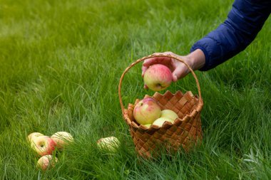 Dişi eller sepette kırmızı ve sarı elma ları seçiyor