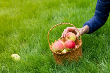 Dişi eller sepette kırmızı ve sarı elma ları seçiyor