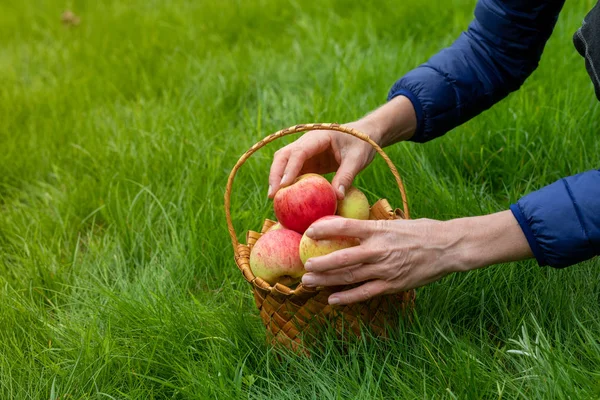 Female hands pick red and yellow apples in a basket