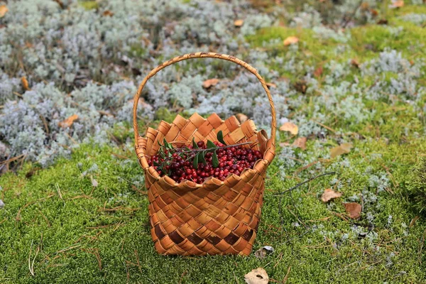 Korg Med Lingon Bär Står Glänta Skogen Höstskörden — Stockfoto