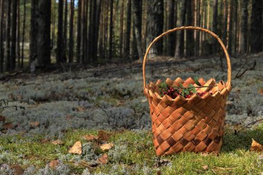 Lingonberry çilek ile bir sepet ormanda bir açıklık duruyor. Sonbahar Hasat