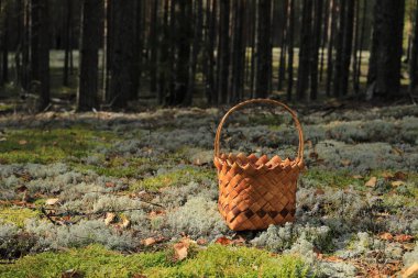 Lingonberry çilek ile bir sepet ormanda bir açıklık duruyor. Sonbahar Hasat