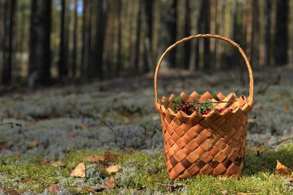 Basket Lingonberry Berries Stands Clearing Forest Autumn Harvest — Stock Photo, Image