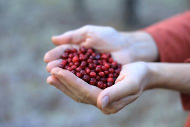 Dişi palmiyeler lingonberries dolu. Ormanda çilek toplama